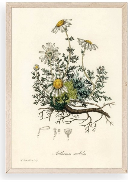 Papatya Ahşap Çerçeveli Tablo