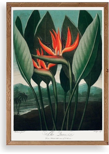 The Queen Plant Ahşap Çerçeveli Tablo