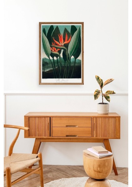 The Queen Plant Ahşap Çerçeveli Tablo modelleri