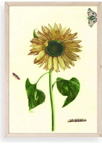 Ayçiçeği Ahşap Çerçeveli Tablo