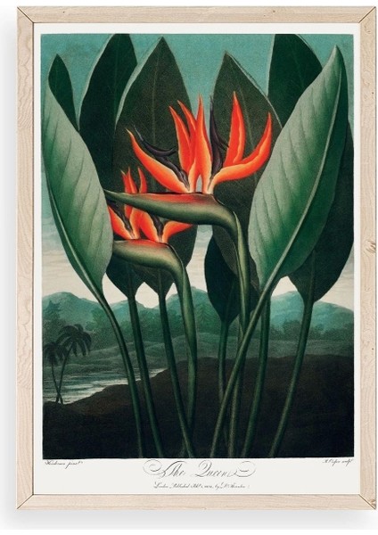 The Queen Plant Ahşap Çerçeveli Tablo