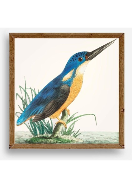 Kuş Ahşap Çerçeveli Tablo