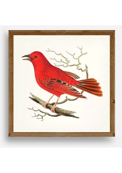 Kuş Ahşap Çerçeveli Tablo
