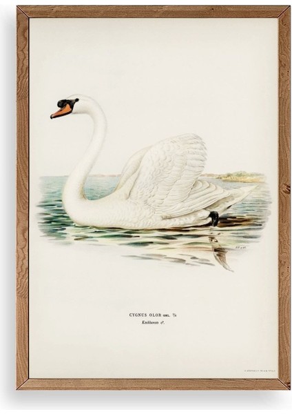 Kuğu Ahşap Çerçeveli Tablo