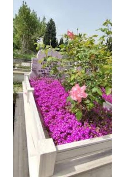 200 Adet Tohum Nadir Asterix Astarix Asteriks Mezarlık Kabir Çiçeği Tohumu Çok Yıllık