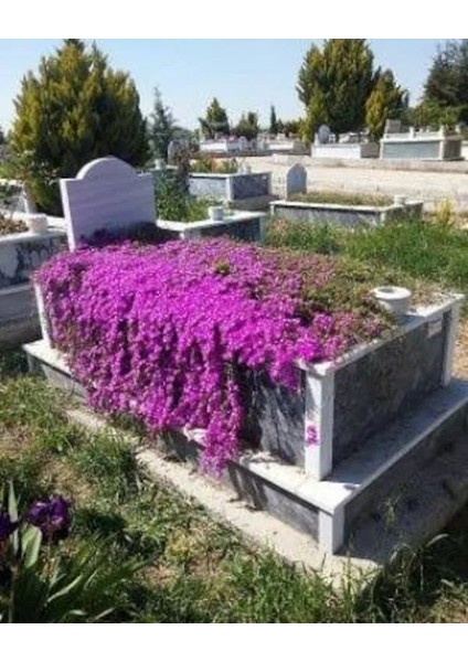 200 Adet Tohum Nadir Asterix Astarix Asteriks Mezarlık Kabir Çiçeği Tohumu Çok Yıllık fiyatları