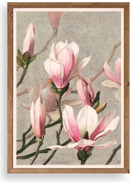 Magnolia Flowers Ahşap Çerçeveli Tablo