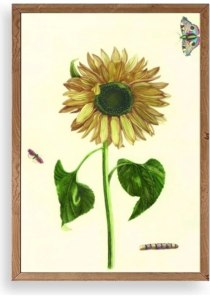 Ayçiçeği Ahşap Çerçeveli Tablo