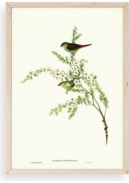 Daldaki Kuş Ahşap Çerçeveli Tablo