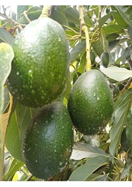 1 kg Taze Avakado Türkiye Menşeli Dalından Toplama Meyve Ürünü