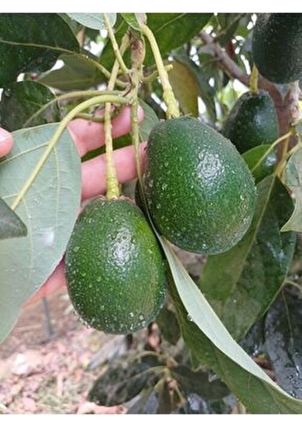 1 kg Taze Avakado Türkiye Menşeli Dalından Toplama Meyve Ürünü