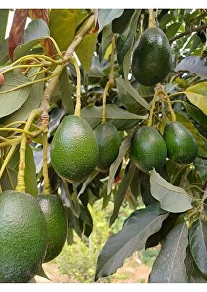 1 kg Taze Avakado Türkiye Menşeli Dalından Toplama Meyve Ürünü
