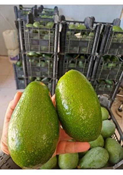 1 kg Taze Avakado Türkiye Menşeli Dalından Toplama Meyve Ürünü