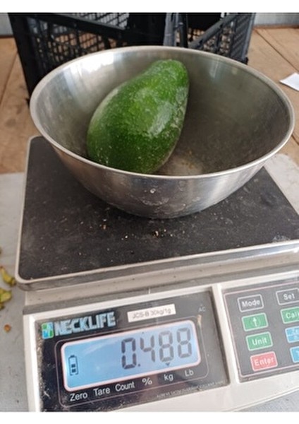 1 kg Taze Avakado Türkiye Menşeli Dalından Toplama Meyve Ürünü
