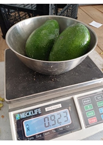1 kg Taze Avakado Türkiye Menşeli Dalından Toplama Meyve Ürünü