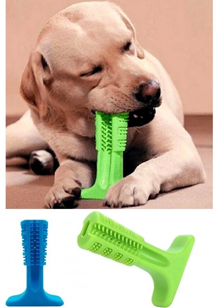 Köpek Diş Fırçası Isırma Aparatı Küçük Boy