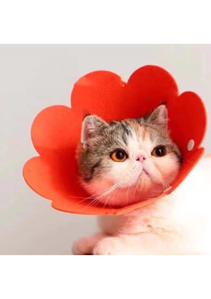 Evcil Hayvan L Boy Keçe Elizabeth Yakalığı