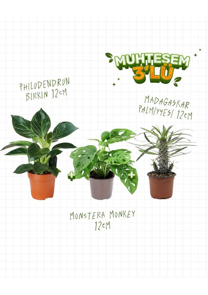 3'lü Set - Monstera Monkey 12 cm - Philodendron Birkin 12 cm - Madagaskar Palmiyesi 12 cm