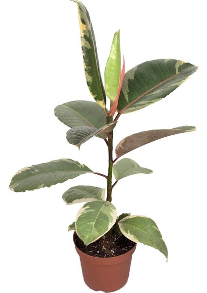 Kauçuk Bitkisi – Ficus Elastica ‘tineke' – 12 cm Saksı