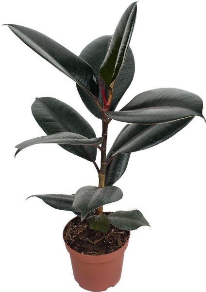 Kauçuk Bitkisi – Ficus Elastica ‘bali' – 12 cm Saksı