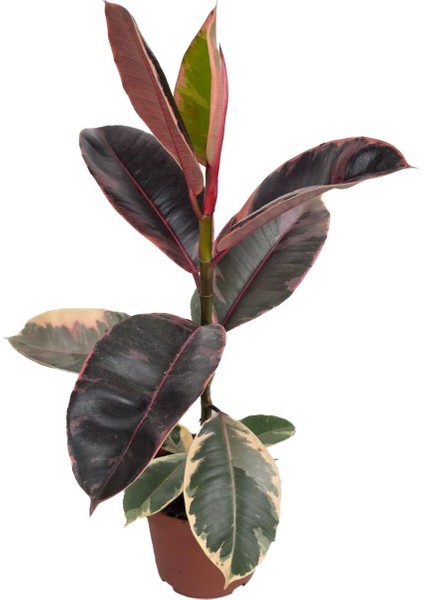 Kauçuk Bitkisi – Ficus Elastica ‘belize' – 12 cm Saksı