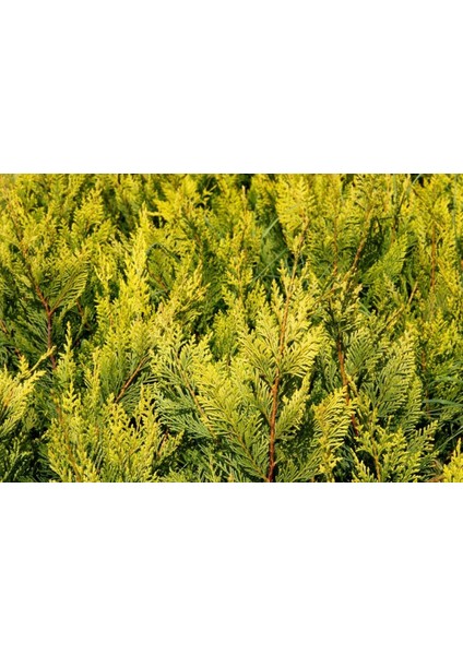 ALTUNİ LEYLANDİ 10 ADET PAKET - SARI ÇİT BİTKİSİ