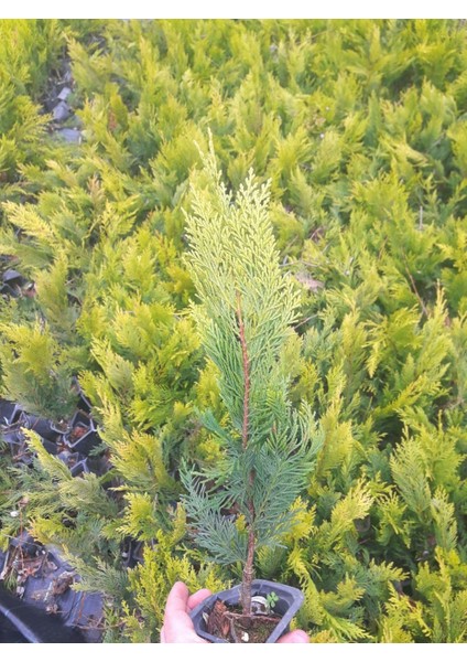 ALTUNİ LEYLANDİ 10 ADET PAKET - SARI ÇİT BİTKİSİ fiyatları