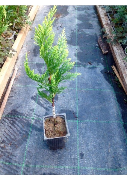 ALTUNİ LEYLANDİ 10 ADET PAKET - SARI ÇİT BİTKİSİ modelleri