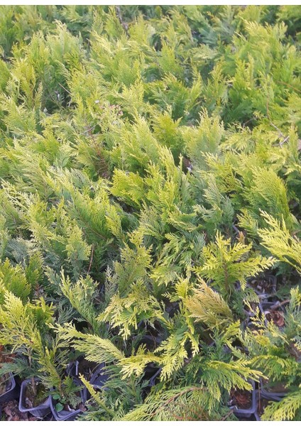 ALTUNİ LEYLANDİ 10 ADET PAKET - SARI ÇİT BİTKİSİ fırsatları