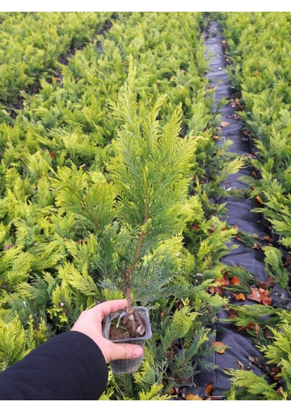 ALTUNİ LEYLANDİ 10 ADET PAKET - SARI ÇİT BİTKİSİ indirimleri