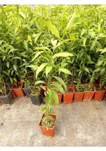 MELİSA ÇİÇEĞİ FİDANI 10 ADET - Cestrum Nocturnum indirimleri