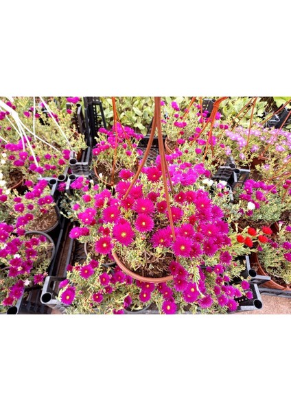 İZMİR GÜZELİ ÇİÇEĞİ 5 ADET - HEDİYELİK ASKILI SAKSIDA