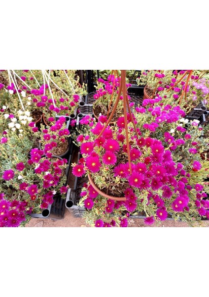 İZMİR GÜZELİ ÇİÇEĞİ 5 ADET - HEDİYELİK ASKILI SAKSIDA fiyatları