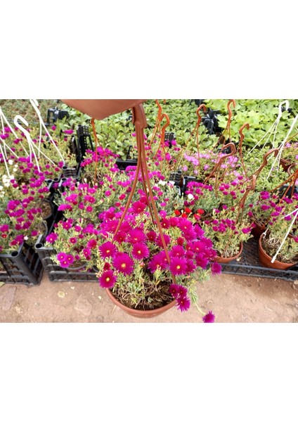 İZMİR GÜZELİ ÇİÇEĞİ 5 ADET - HEDİYELİK ASKILI SAKSIDA modelleri