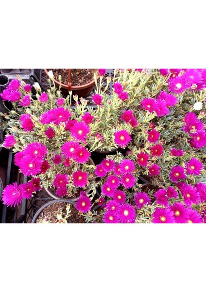 İZMİR GÜZELİ ÇİÇEĞİ 5 ADET - HEDİYELİK ASKILI SAKSIDA indirimleri