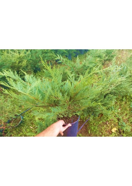 YAYILICI LEYLANDİ 10 ADET - YER ÖRTÜCÜ BİTKİ 40-60 cm