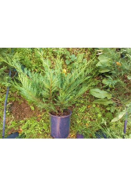 YAYILICI LEYLANDİ 10 ADET - YER ÖRTÜCÜ BİTKİ 40-60 cm fiyatları