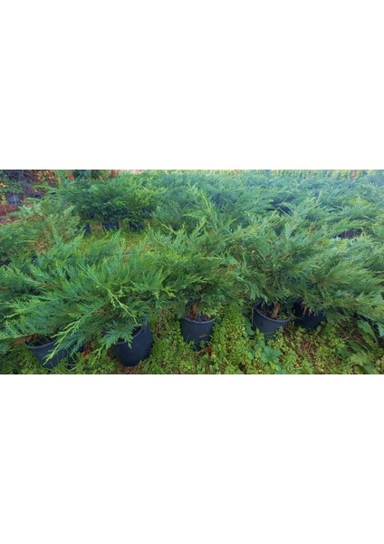 YAYILICI LEYLANDİ 10 ADET - YER ÖRTÜCÜ BİTKİ 40-60 cm modelleri