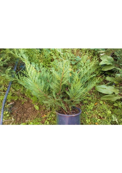 YAYILICI LEYLANDİ 10 ADET - YER ÖRTÜCÜ BİTKİ 40-60 cm fırsatları