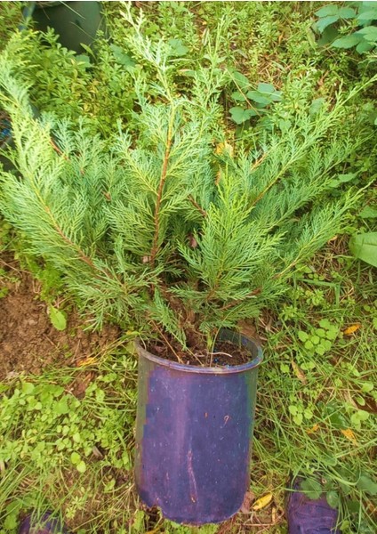 YAYILICI LEYLANDİ 10 ADET - YER ÖRTÜCÜ BİTKİ 40-60 cm indirimleri