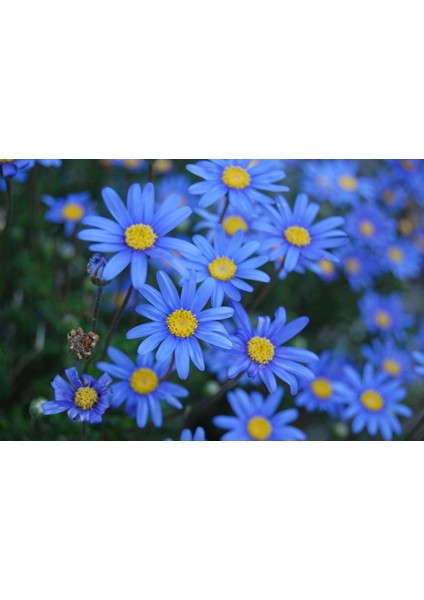 MAVİ PAPATYA FELİCİA 5 ADET