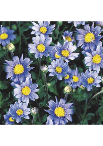 MAVİ PAPATYA FELİCİA 5 ADET fiyatları