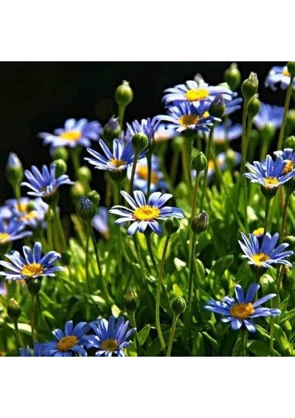 MAVİ PAPATYA FELİCİA 5 ADET modelleri