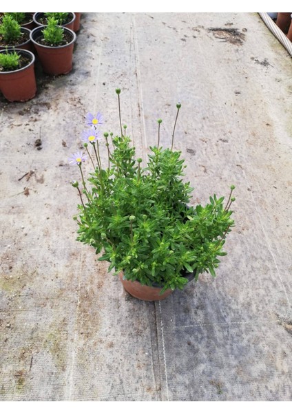 MAVİ PAPATYA FELİCİA 5 ADET fırsatları