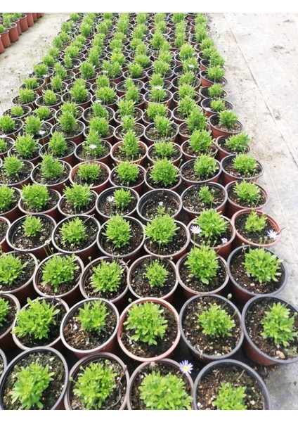 MAVİ PAPATYA FELİCİA 5 ADET indirimleri