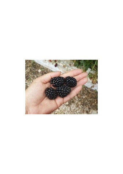 - Jumbo Böğürtlen Fidanı (Açık Kök / Dikensiz)