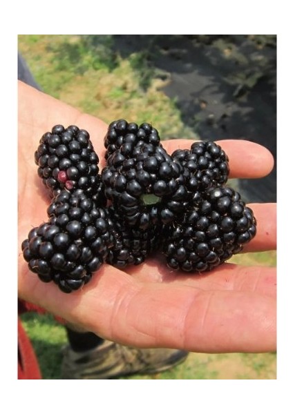 - Jumbo Böğürtlen Fidanı (Açık Kök / Dikensiz) fiyatları