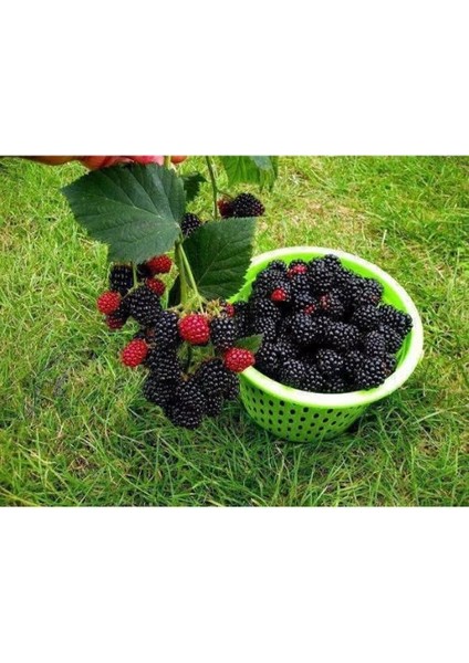 - Jumbo Böğürtlen Fidanı (Açık Kök / Dikensiz) modelleri