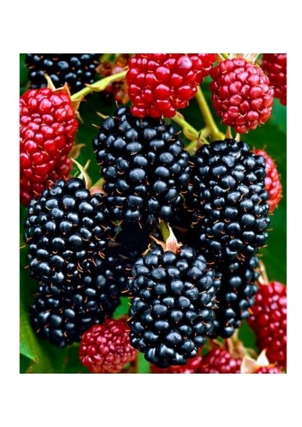 - Jumbo Böğürtlen Fidanı (Açık Kök / Dikensiz) indirimleri