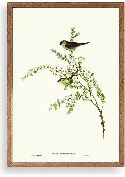 Daldaki Kuş Ahşap Çerçeveli Tablo